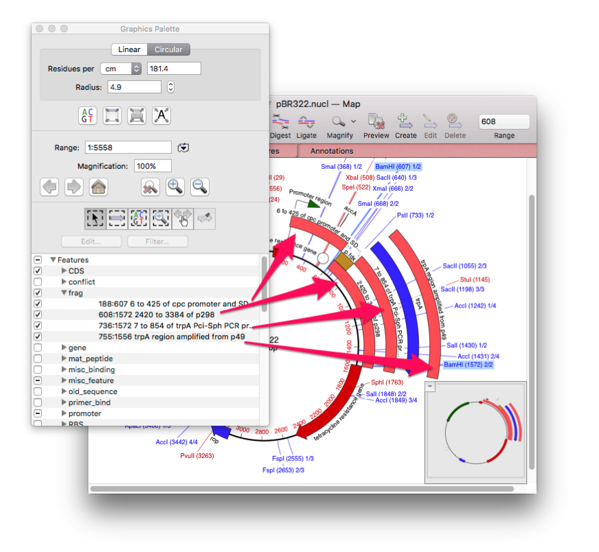 Graphics_Palette_and_Analyses_and_pBR322_nucl_―_Map.png Graphics Palette and Analyses and pBR322 nucl Map