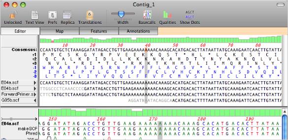 sequencher mtdna contig