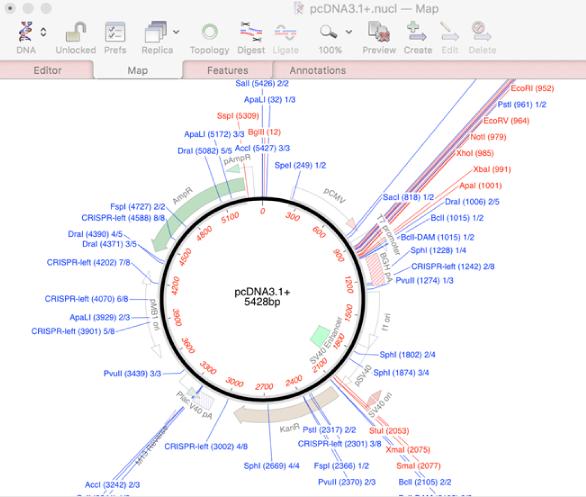 macvector mutagenesis