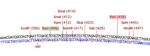 select restriction enzyme sites macvector