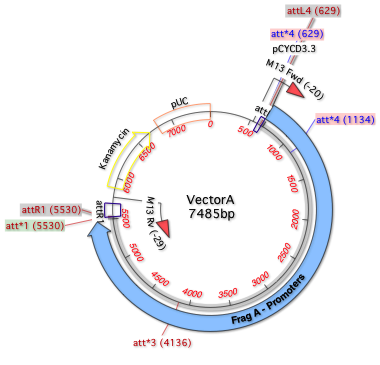 Fig1 VectorA nucl  Map