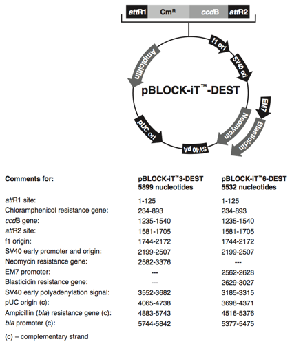 https___tools.invitrogen.com_content_sfs_vectors_pblockitdest_map.pdf.png