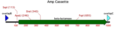 AmpCassetteMap.png