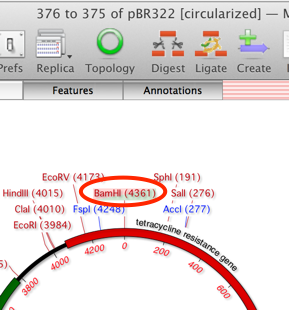 RotatedpBR322.png RotatedpBR322