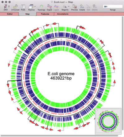 MacVectorTip: Assembling Fungal Genomes using SPAdes