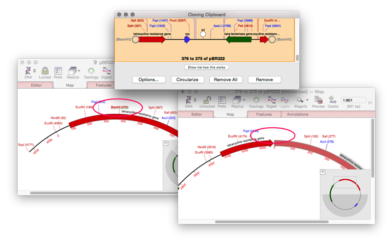 Two sequence windows showing a plasmid with a digested fragment