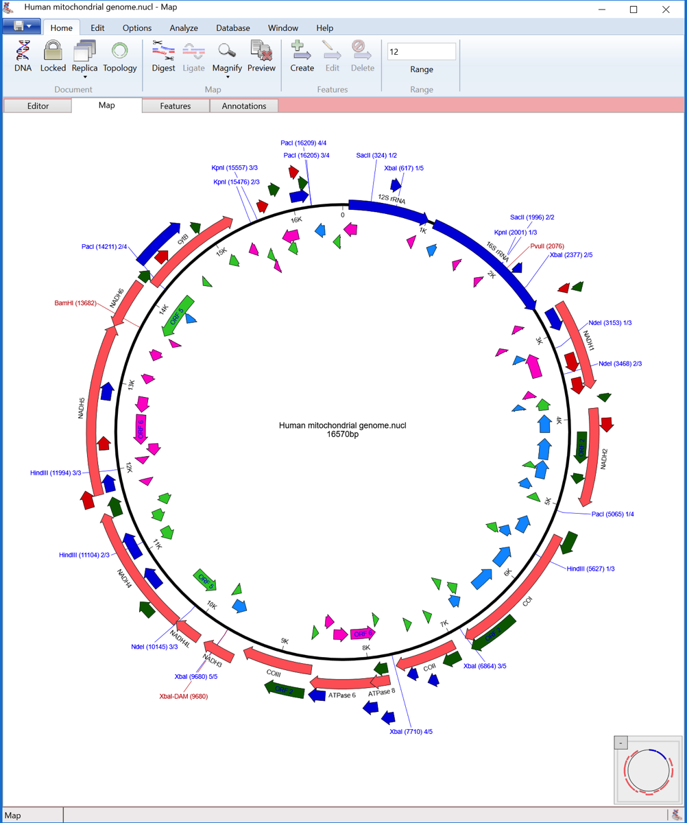 Human mtDNA.PNG Human mtDNA