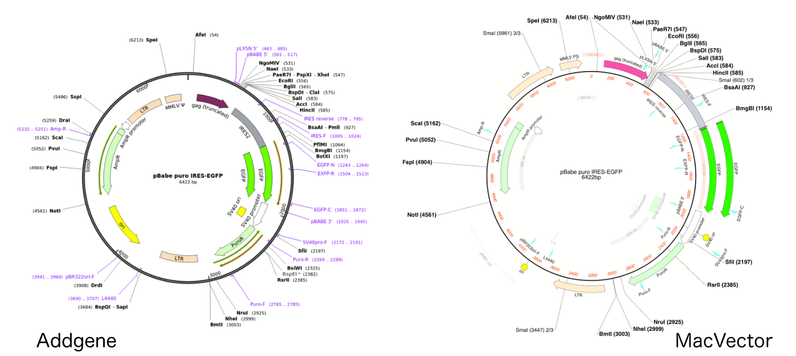 Importing sequences from Addgene into MacVector