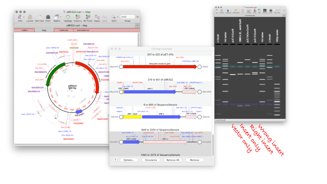 GelOrientation Cloning Workflow.png GelOrientation Cloning Workflow