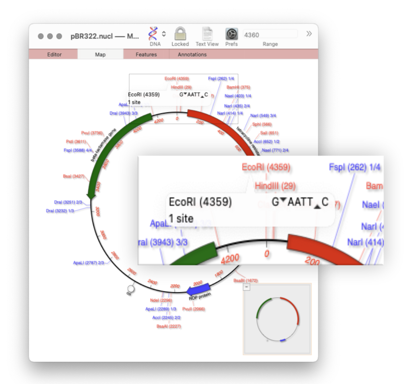 MacVectorTip: Restriction enzyme sites and tooltips