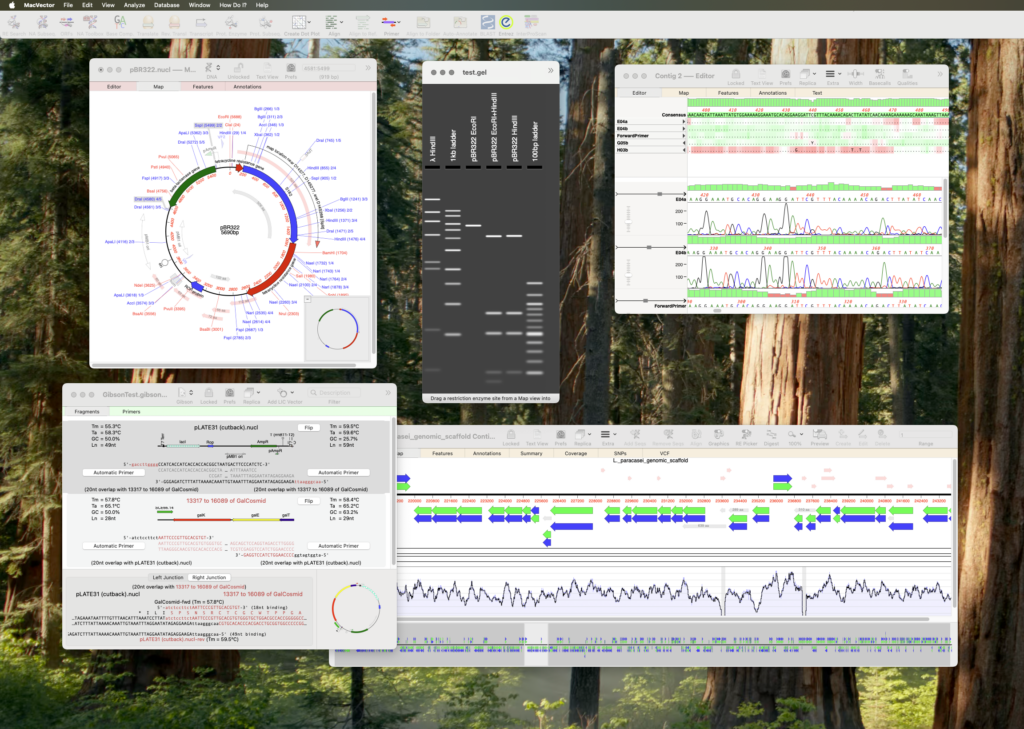 A desktop with a forest background and a number of open windows showing DNA sequences