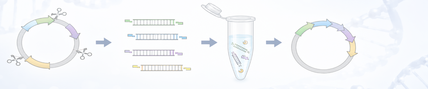 Introduction to Golden Gate Cloning
