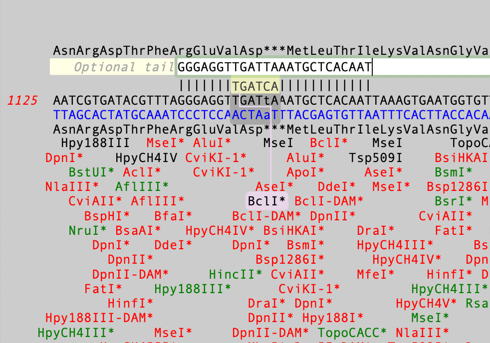 A macOS dialog showing multiple restriction enzymes sites and a primer sequence