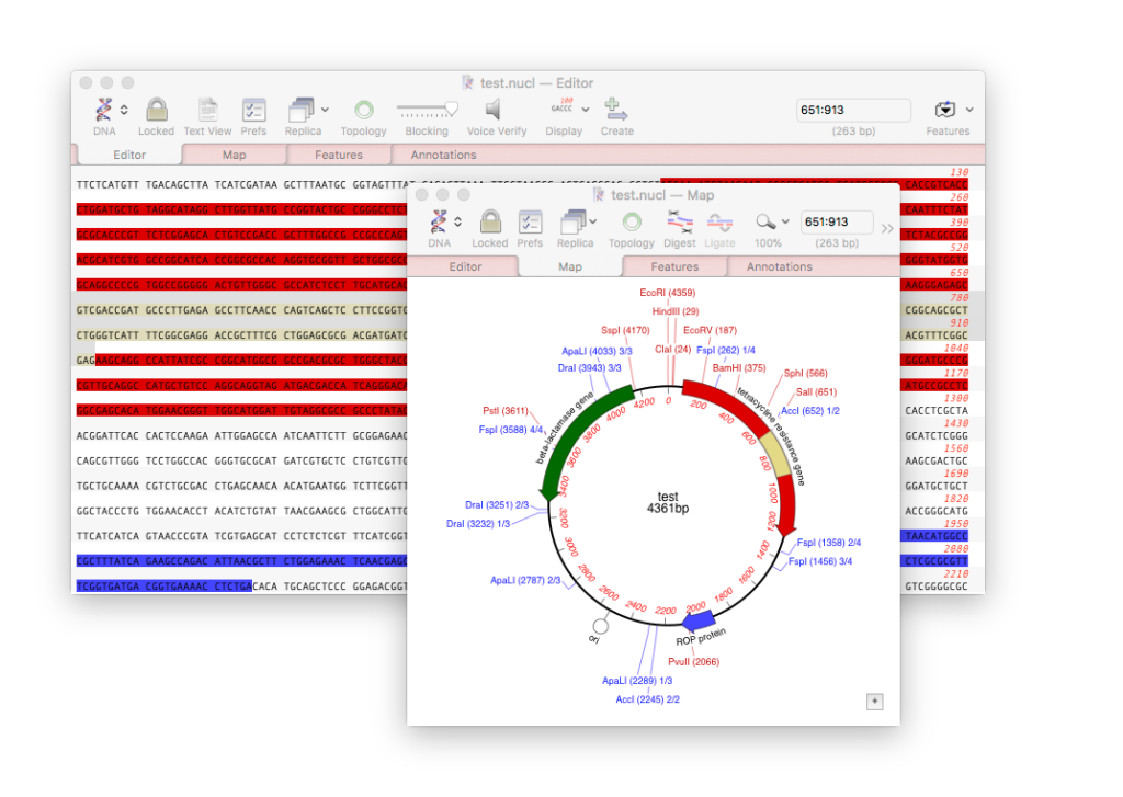 A graphical representation of a DNA sequence