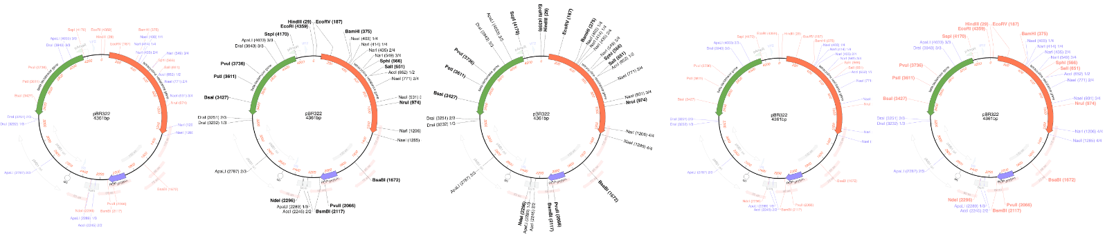 SmartLine graphics make beautiful plasmid maps